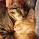 Illustration for article titled Caturday Morning Open Thread